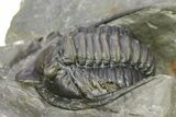 Multi-Toned Diademaproetus Trilobite - Ofaten, Morocco #286547-2